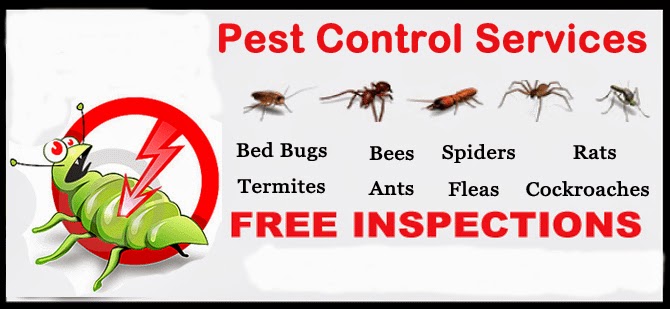 Get Rid Of Spiders